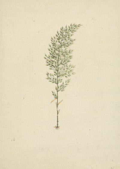 Arundinaria alpesi K. Schum. (afrikai bambusz): kész rajz a szokásról a gyökerekkel alkotó: James Bruce