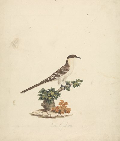 Méhkakukk alkotó: James Bruce