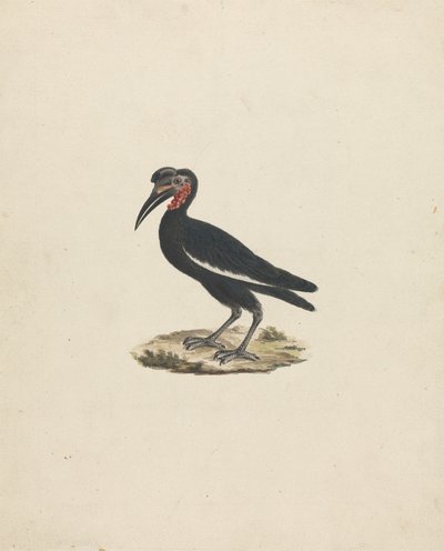 Bocorvus abyssinicus (abesszin földi szarvascsőrű) alkotó: James Bruce