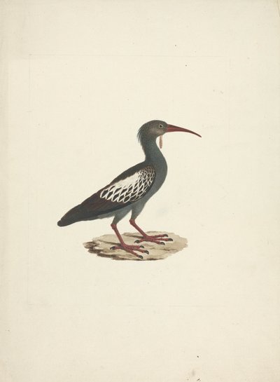 Bostrychia carunculata (Wattled Ibis) alkotó: James Bruce