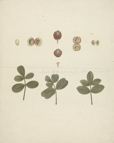 Commiphora gileadensis (L.) C. Chr. (Gileád balzsam, Opobalsam): kész rajz a gyümölcsökről, feldarabolt gyümölcsökről és levelekről alkotó: James Bruce