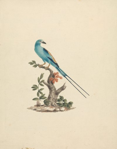 Coracias abyssinicus (Abesszin henger) alkotó: James Bruce