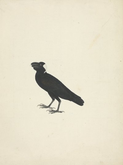 Corvs crassirostris (vastagcsőrű holló) alkotó: James Bruce