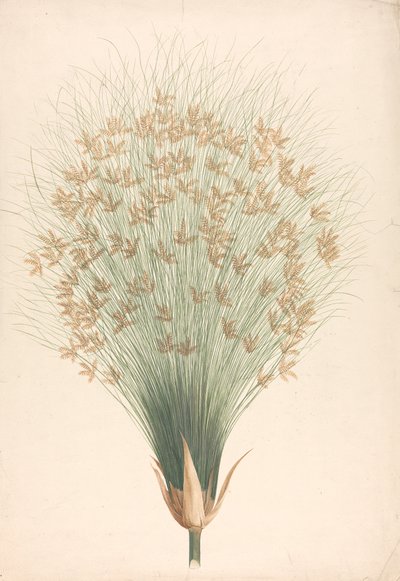 Cyperus papyrus L. (Papyrus Sedge): a virágzat kész rajza alkotó: James Bruce