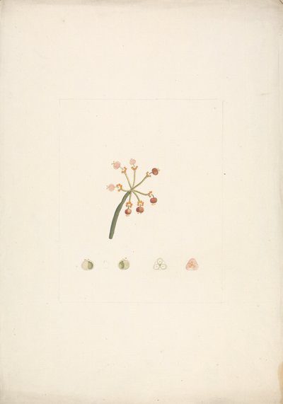 Euphorbia nubica N.E. Br. (Nubian Spurge): virágzó és termő hajtás kész rajza, virágboncolások részleteivel alkotó: James Bruce