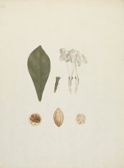 Gardenia ternifolia Schum.& Thonn. (Jovis-Tonantis): kész rajz további gyümölcsrészlettel alkotó: James Bruce