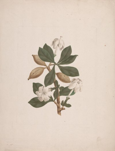 Gardenia ternifolia Schum.& Thonn. (Wild Gardenia): kész rajz alkotó: James Bruce