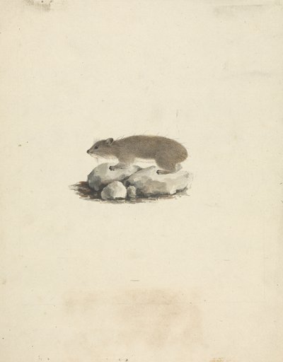 Heterohyrax brucei (sárgafoltos szikla-hyrax) alkotó: James Bruce