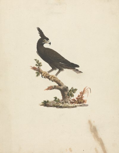 Lophaetus occipitalis (hosszú tarajos sas) alkotó: James Bruce