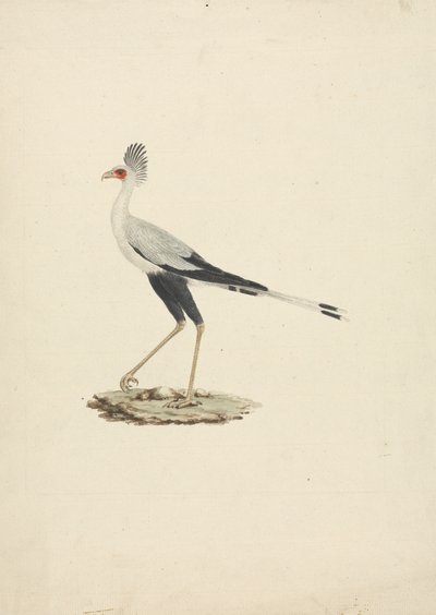Sagittarius serpentarius (Secretary Bird) alkotó: James Bruce