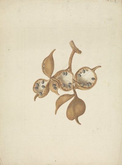 Sterculia africana (Lour.) Fiori: kész rajz a szárról maghüvelyekkel, néhány nyitott magvak láthatók alkotó: James Bruce
