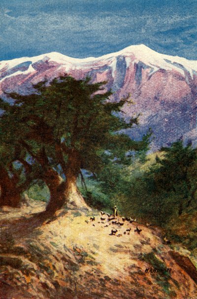 Libanoni cédrusok – Matt. xii. 33, 1924. sz. Alkotók: James Clark, Henry A Harper. alkotó: James Clark and Henry A Harper