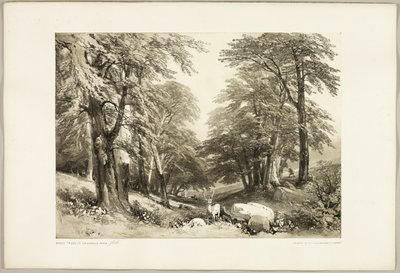 Bükkfák az Arundale parkban, a parkból és az erdőből alkotó: James Duffield Harding