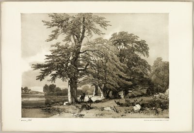Bükk, a Park és az erdőből alkotó: James Duffield Harding