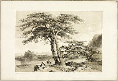 Libanoni cédrusok, A park és az erdőből alkotó: James Duffield Harding