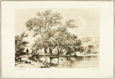 Common Willow, a Park és az erdőből alkotó: James Duffield Harding