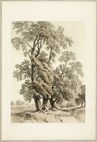 Szil, a Park és az erdőből alkotó: James Duffield Harding