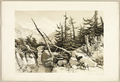 Vörösfenyő, a Park és az erdőből alkotó: James Duffield Harding