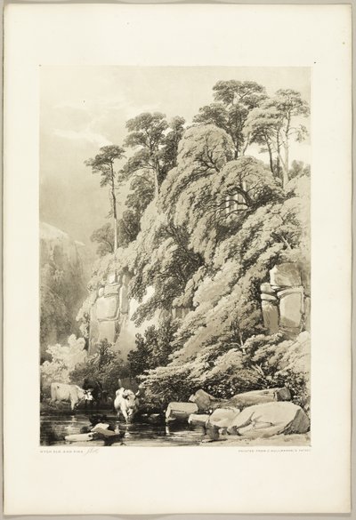 Wych Elm és Fenyők, a Park és az erdőből alkotó: James Duffield Harding