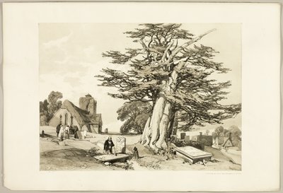 Yew, a Park és az erdőből alkotó: James Duffield Harding