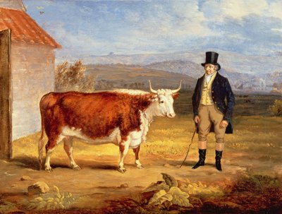 James Hodges úr és kétéves Hereford Üszője, 1843 körül alkotó: James Flewitt Mullock