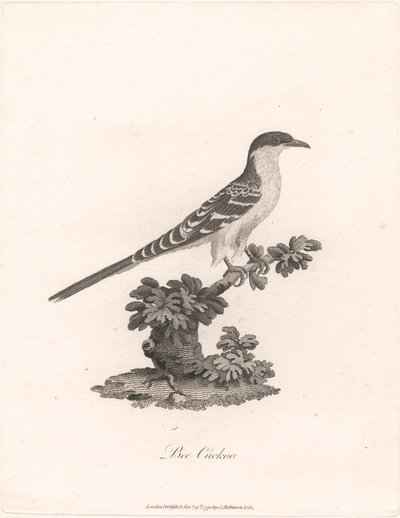 Méhkakukk alkotó: James Heath