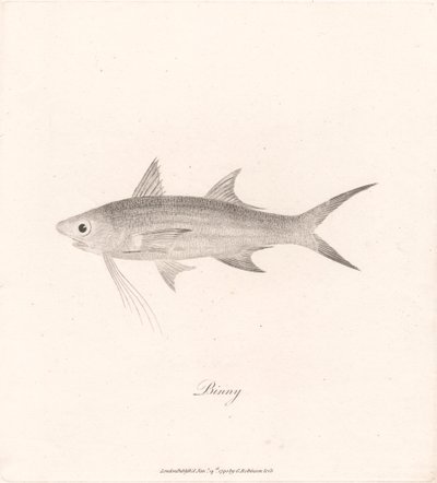 Binny alkotó: James Heath