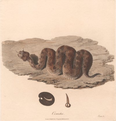 Szarvasvipera alkotó: James Heath