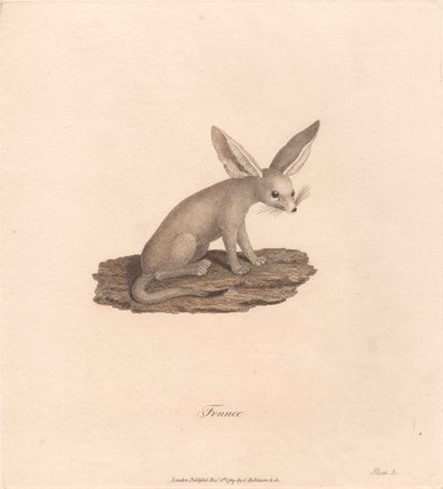Fennec alkotó: James Heath