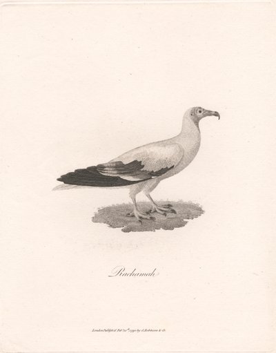 Rachamah alkotó: James Heath