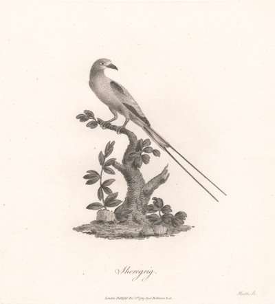 Sheregrig alkotó: James Heath