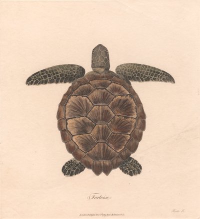 Teknős alkotó: James Heath