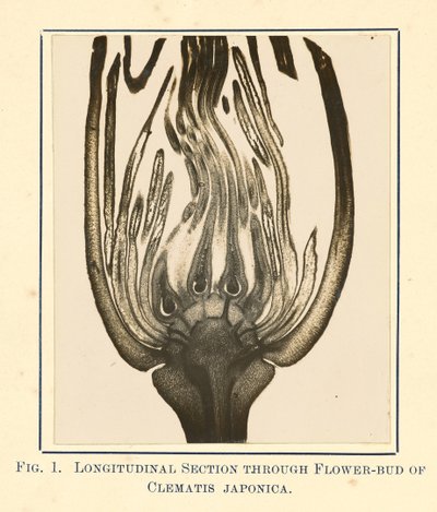 [A Clematis Japonica látképe - hosszmetszet] alkotó: James Hornell