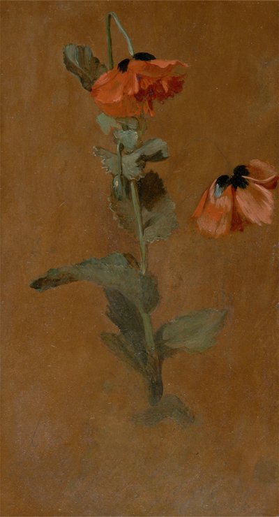 Study of Poppies, 1832 (olaj és ceruza a fedélzeten) (utólagos konzerválás) alkotó: James Inskipp