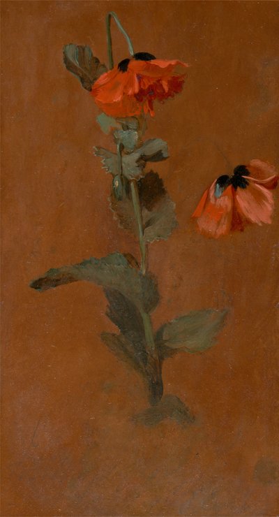 Tanulmány a pipacsokról, 1832. alkotó: James Inskipp