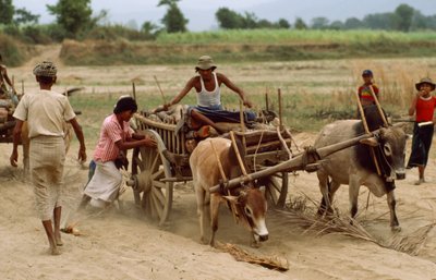 Egy ökrös szekér elakad a nehéz porban egy rossz úton. Sebin falu, Burma. alkotó: James L Stanfield