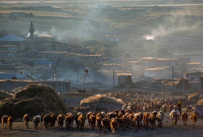 Egy nagy szarvasmarhacsorda vonul legelni egy poros vidéki városon keresztül. Enrentepe, Törökország. alkotó: James L Stanfield