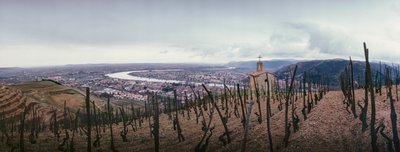 A szőlőskert a városra és a Rhone folyóra néz. SOCIETE PAUL JABOULET AINE BOR... alkotó: James L Stanfield