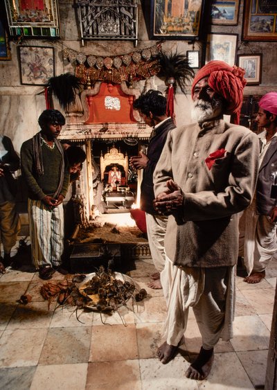 Szent patkányok lakják a Karni Mata templomot Bhagwati Karniji hindu istennő tiszteletére Deshnoke-ban, Rajasthan, India alkotó: James L Stanfield