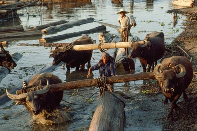 A vízibivalyok keményfából készült rönköket húznak ki a folyóból és rakják fel a platókra. Irrawaddy Ri... alkotó: James L Stanfield