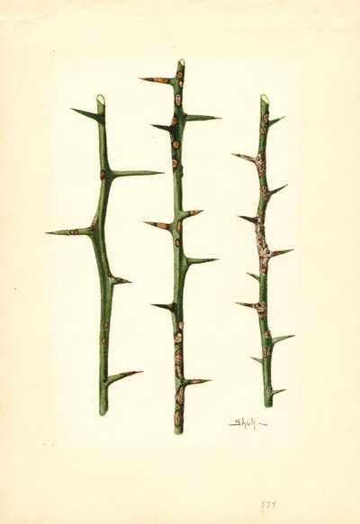 Citrus Canker a narancs növény szárán (Poncirus trifoliata) (akvarell) alkotó: James Marion Shull