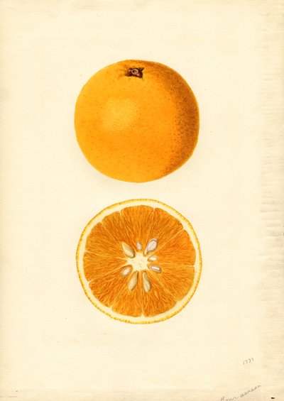 Homosassa narancsok ( Citrus sinensis) (akvarell) alkotó: James Marion Shull
