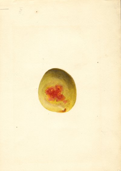 Őszibarack ( Prunus persica: Elberta) (akvarell) alkotó: James Marion Shull