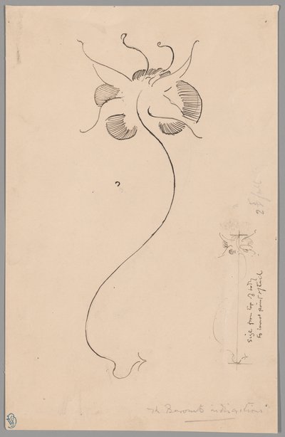 Pillangó (recto); Pillangó tanulmány (verso) alkotó: James McNeill Whistler