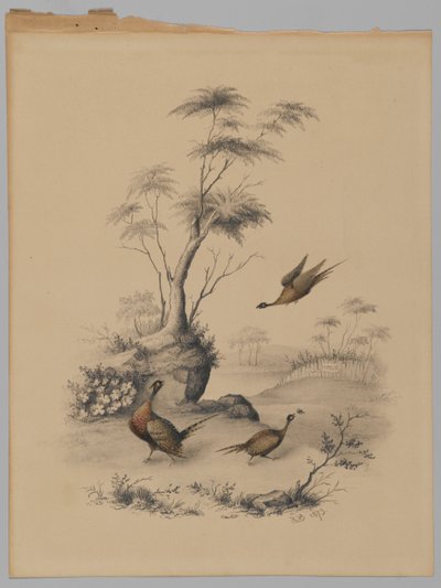 Három fácán, 1873 (grafit és WC papíron) alkotó: James Ryder van Brunt