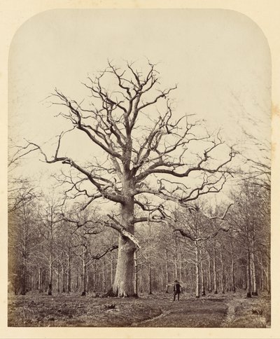 Anna királyné tölgyfa alkotó: James Sinclair