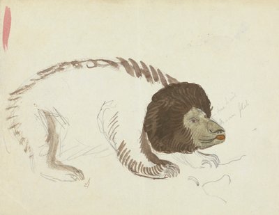 Egy medve alkotó: James Sowerby