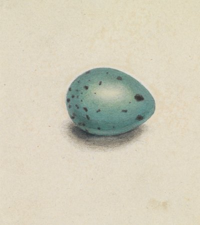 Egy madártojás alkotó: James Sowerby