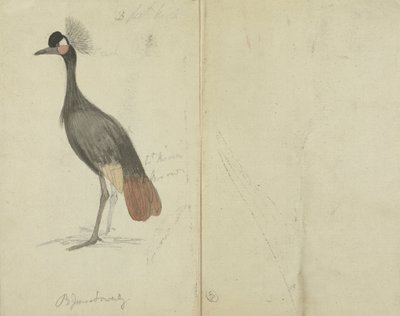 Egy daru alkotó: James Sowerby