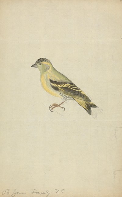 Egy pinty (Siskin?) alkotó: James Sowerby